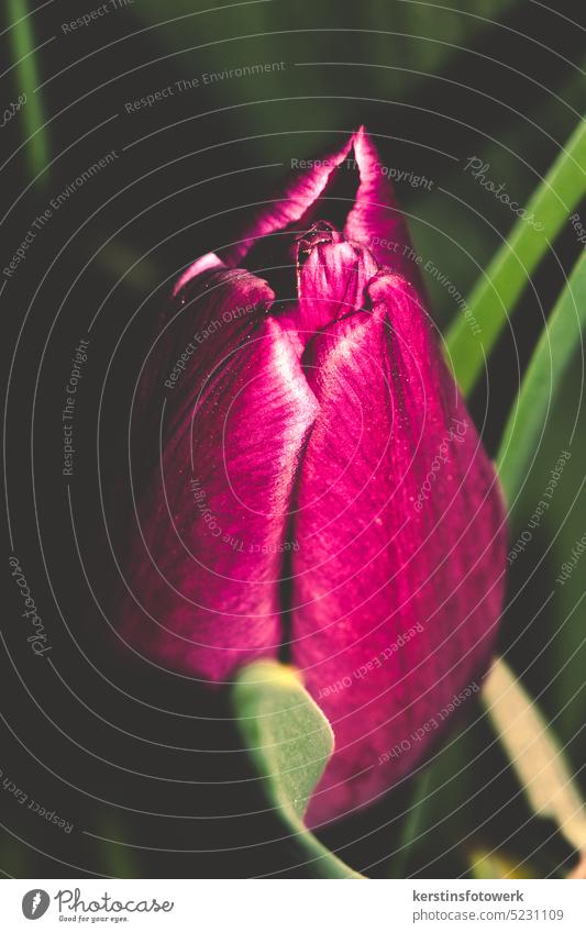 Wine red tulips close up Flower Tulip Tulip blossom Spring Blossom Plant Colour photo Spring fever Close-up Deserted Red pretty