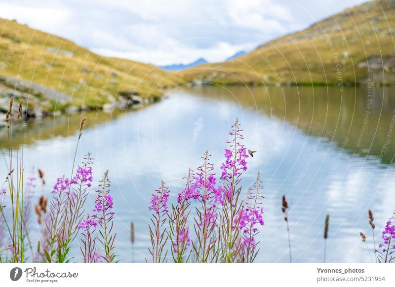 Insect on flower in front of a mountain lake Nature Lake Landscape Alps Water Mountain Vacation & Travel Tourism Hiking Lakeside Trip plants Environment