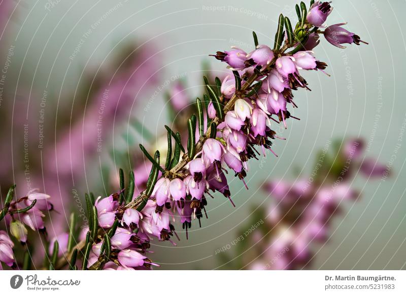 Erica x darleyensis, erica hybrid, flowers Erikahybrid Hybrids E. carnea x E. erigena blossoms Heather family shrub Ericaceae Close-up shallow depth of field