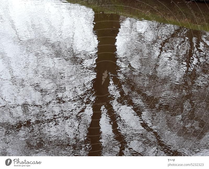 Reflection of a large tree in a moat with rippling waves Tree Bleak bare tree trees reflection big dark tree mirrored Channel Water water level Mirror image