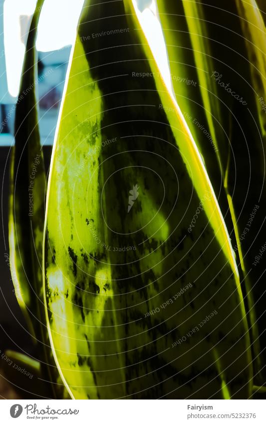 green leaf close up Summer Close-up Nature Plant Light Leaf Green Zoom effect Growth Structures and shapes Back-light Day Environment Leaf green leaves