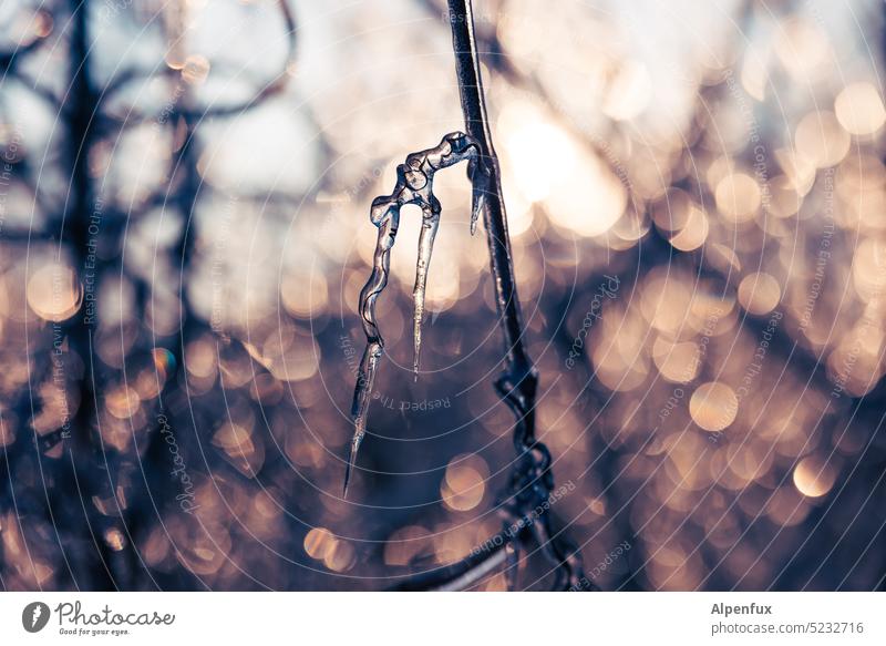 The frozen thorn bush Frozen Ice Icicle Winter Frost Exterior shot Freeze Colour photo Cold Ice crystal chill Winter's day Winter mood Close-up winter Deserted