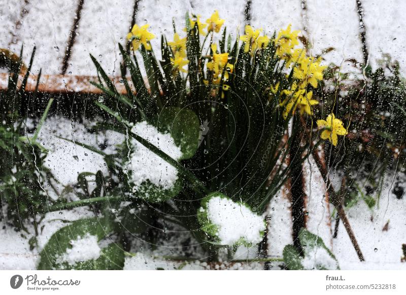 jonquils flowers Spring Blossom Nature Plant Blossoming Town Snow Rain Balcony daffodils Narcissus Roof terrace Easter hailstones