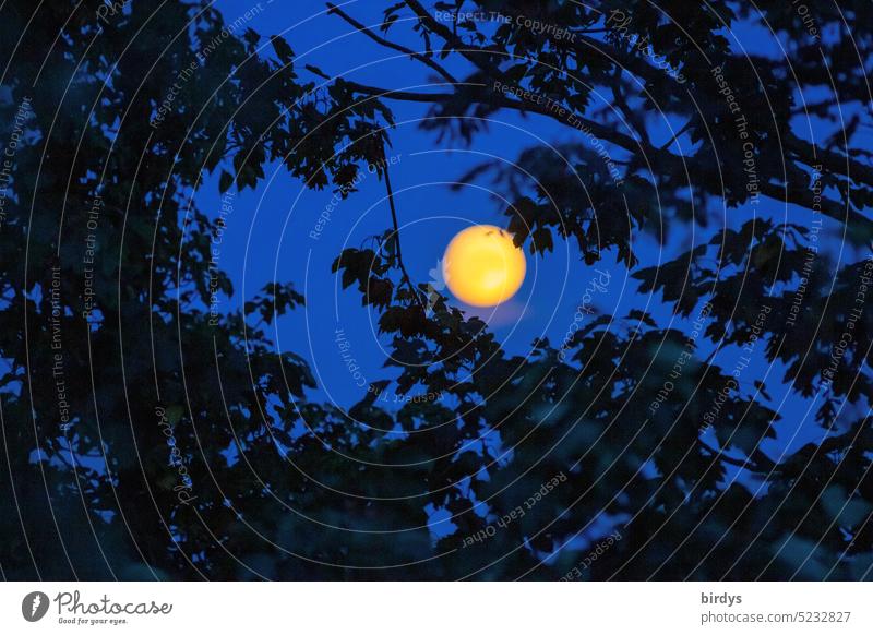 Orange full moon shines through the canopy of a tree Full  moon Moon Illuminate Tree Night sky branches Moonlight Moody Silhouette night of the full moon