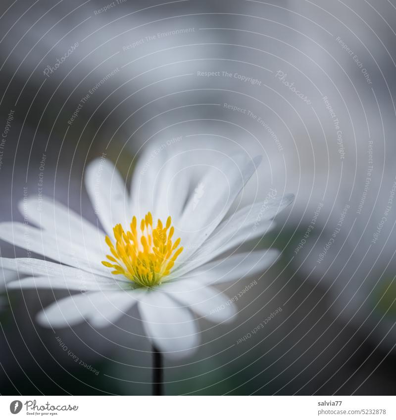 white ray anemone Flower Blossom White radiation anemone Blossoming Close-up Poppy anenome Macro (Extreme close-up) Delicate pretty Spring blurriness Anemone