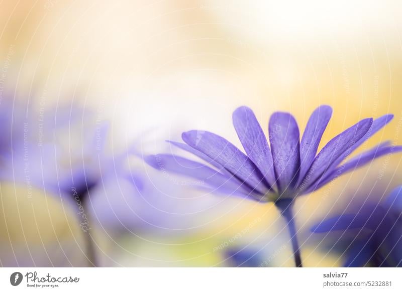 tender heralds of spring Flower Blossom anemone radiation anemone Blossoming Close-up Poppy anenome Macro (Extreme close-up) Delicate pretty Spring blurriness