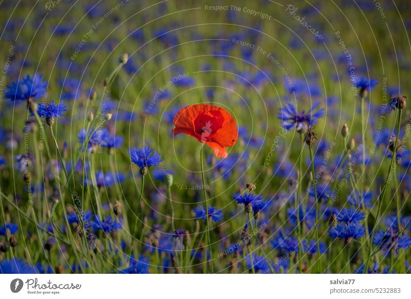 Corn poppy in cornflower field Cornflower Poppy Flower Blossom Summer Plant Nature Blue Red Blossoming Colour photo Flower meadow Field pretty Contrast