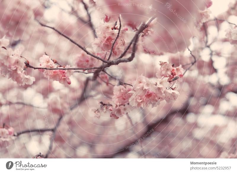 cherry blossoms cherry branch pretty sakura blossomed Cherry tree Branch Twig Park Noble Graceful Fragile Macro (Extreme close-up) Close-up Garden Beginning