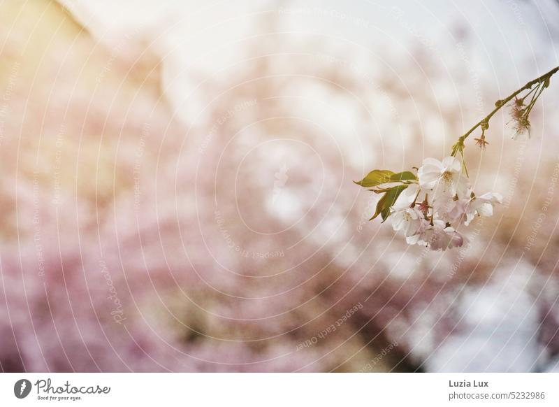 Japanese flower cherry as pink cloud in front of yellow house, a single flower branch sharp Pink pink flower branch pink flowers Spring Delicate Nature Blossom