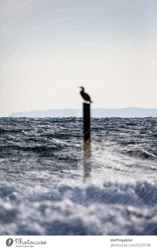 Cormorant on Rügen Winter mood Winter vacation Panorama (View) Light Day Copy Space middle Multicoloured Structures and shapes Subdued colour Copy Space right