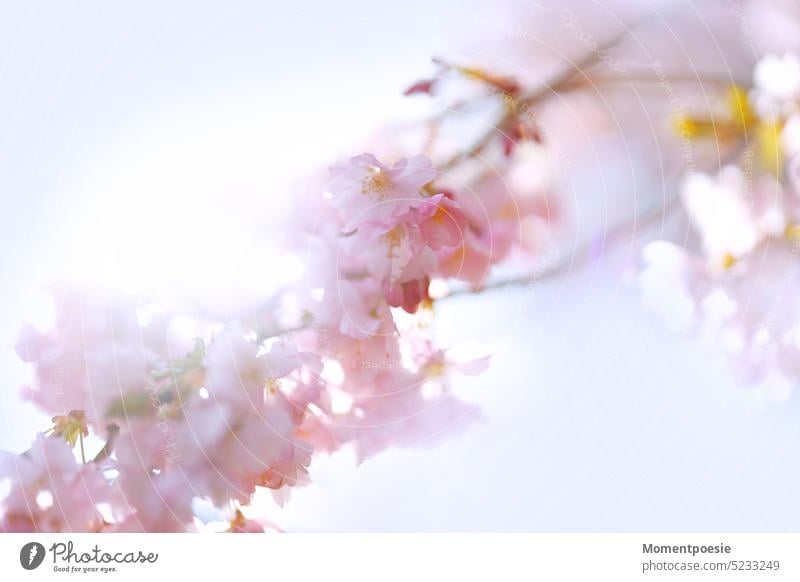 Cherry blossoms against the light cherry blossom tree cherry blossom time Cherry Blossom Branches Twig Pink Backlight shot Back-light Sun sunny