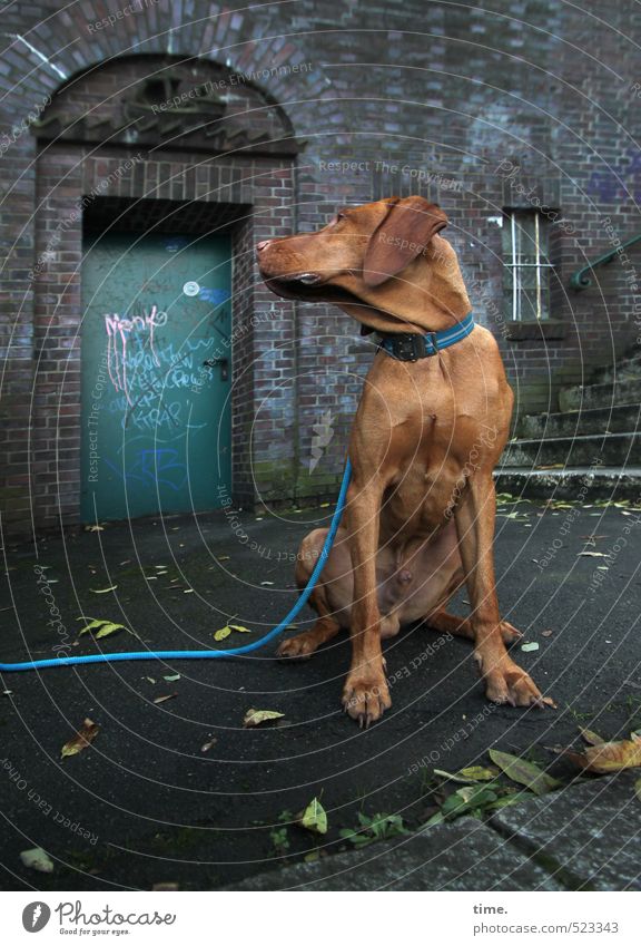 Ben's waiting Wall (barrier) Wall (building) Stairs Terrace Animal Pet Dog Dog lead 1 Graffiti Observe Sit Curiosity Trashy Town Brown Serene Patient Calm