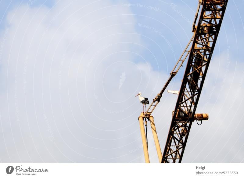 Stork standing on crane against cloudy sky Bird Crane lookout Stand Sky Tall Above Exterior shot Colour photo Animal Wild animal Deserted Animal portrait