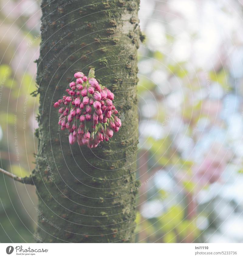 pink flowers directly from the trunk of a Japanese ornamental cherry Spring Tree ornamental wood Ornamental cherry prunus Flower clusters Tree trunk bark