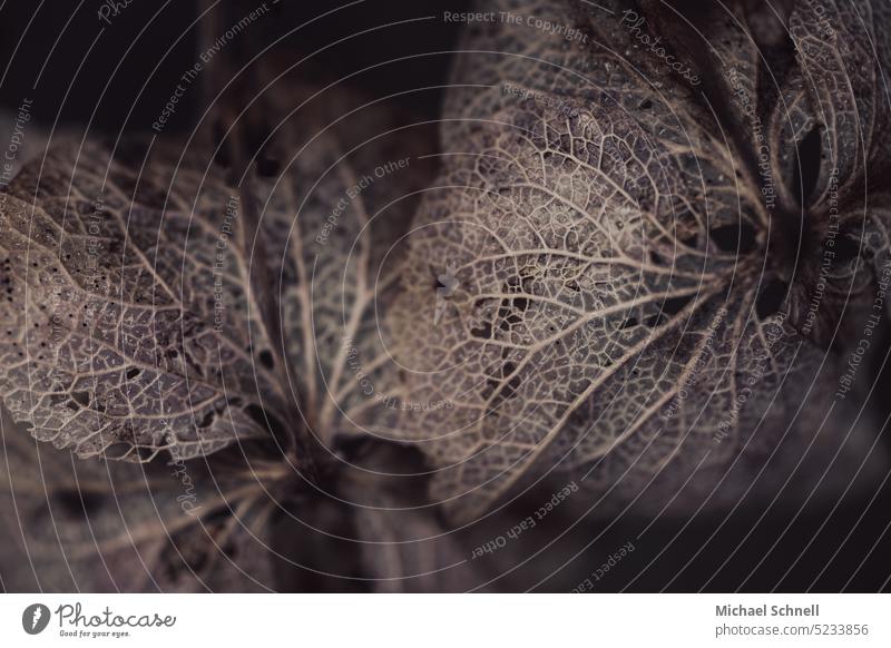 Dried up plant Plant Dry aridity Nature Brown Transience Shriveled Limp Old Death Decline Change Close-up Shallow depth of field Subdued colour