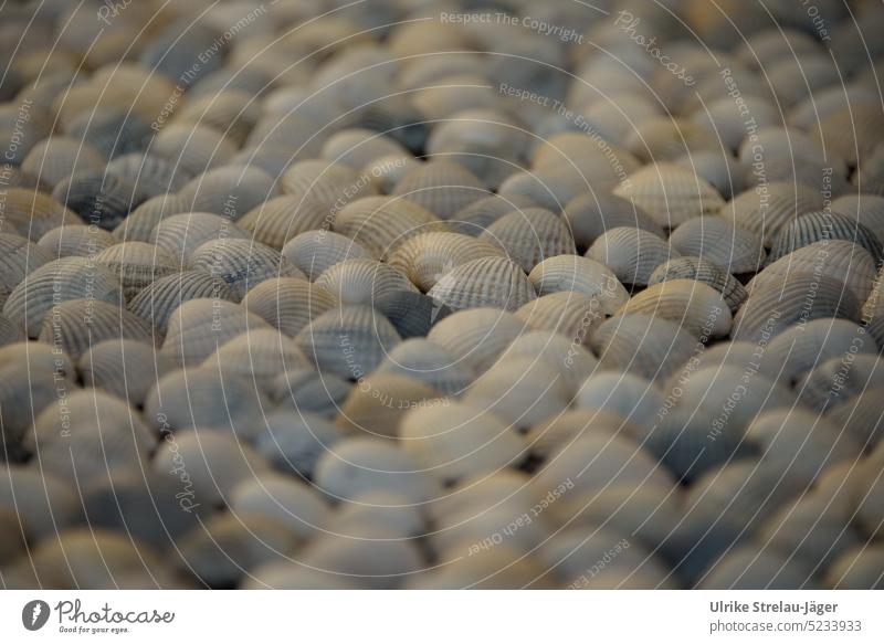 collected shells as a vacation souvenir Mussel seashells conch shells garnered Collection Mussel shell Beach coast Ocean Vacation & Travel Close-up