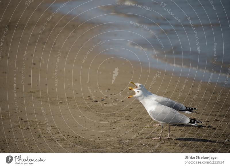 clamoring seagulls couple on beach birds Seagull Animal coast Ocean Beach Bird Married couple weight Scream entertainment Couple In pairs ripped beaks Beak Sand