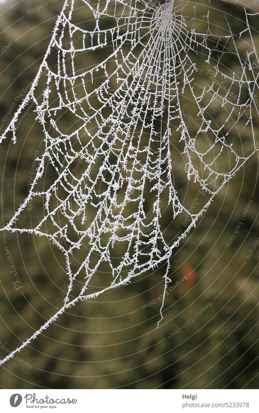 frosty spinning - spider web covered with hoarfrost Spider's web Hoar frost Winter chill ice crystals Cobwebby Nature Frost Freeze Cold out Exterior shot