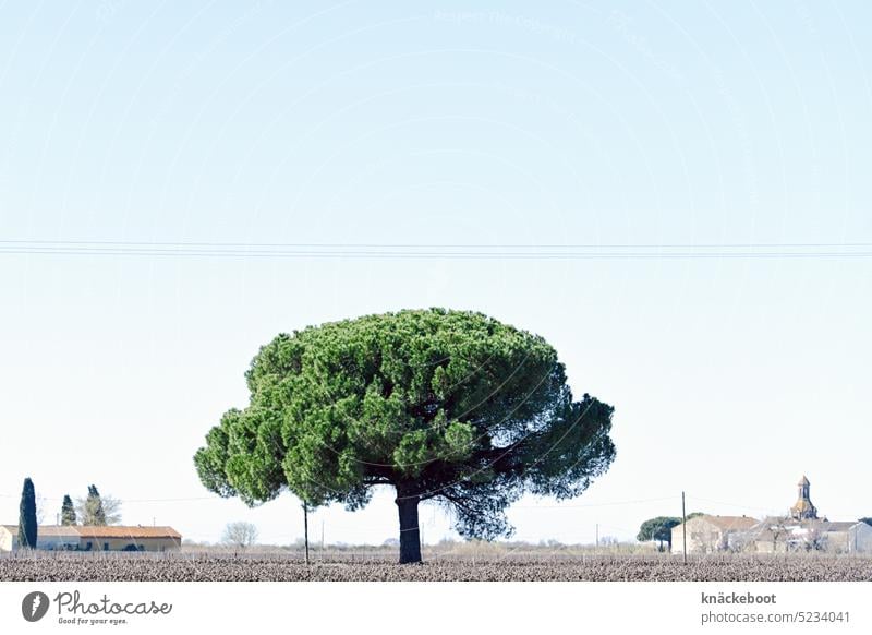 pine tree in the petite camargue Stone pine Tree Nature Landscape Provence Camargue Petite Camargue France Southern France Copy Space top Mediterranean