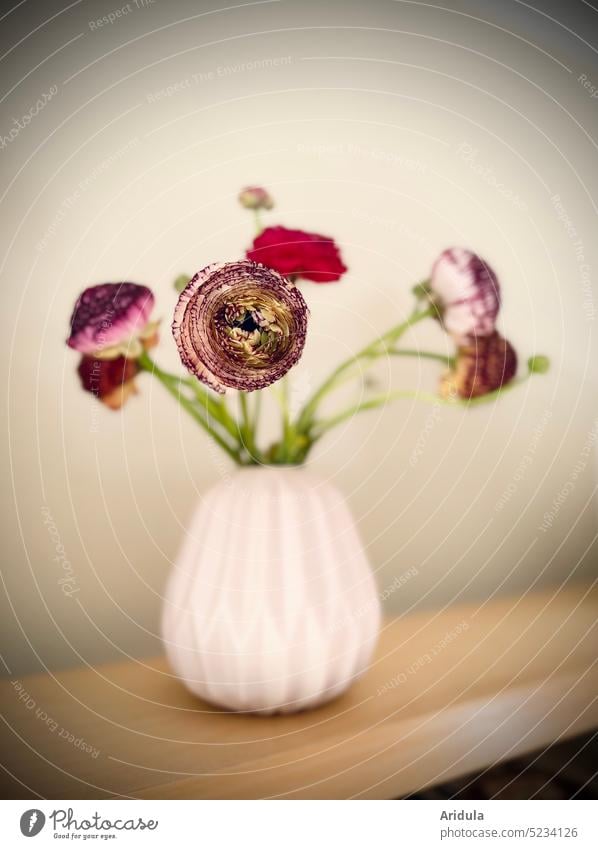 Colorful ranunculus in pink vase No. 4 Ranunculus variegated Bouquet Spring Flower Blossom flowers Pink Decoration pretty Vase Interior shot Shelves