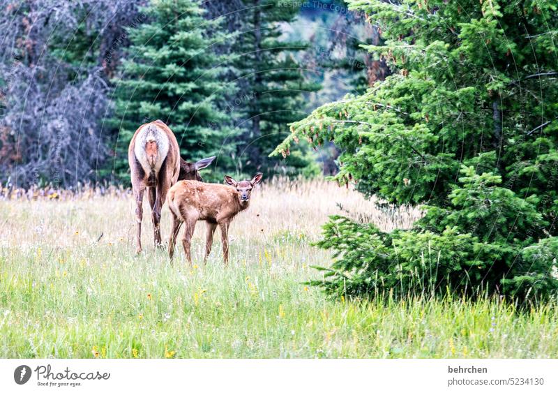 family wapiti graze To feed Love of animals Wild Impressive Deer Elk Wild animal Far-off places Wanderlust Deserted Alberta Fantastic especially