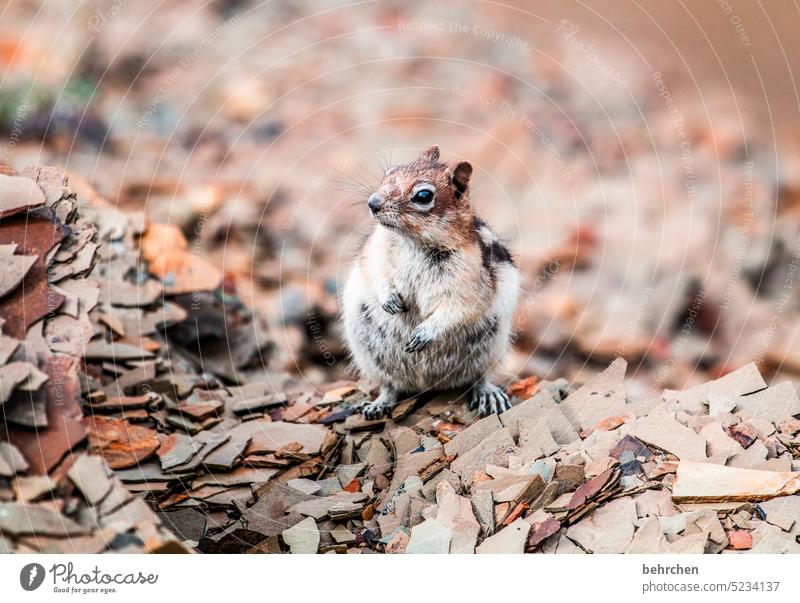 to love Ground squirrel Alberta Slate stones North America Jasper national park Rodent Animal Funny Wild Vacation & Travel Wild animal Animal face