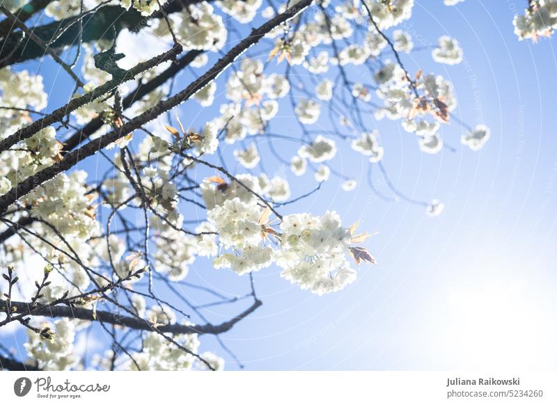 white cherry blossoms in sunshine Bud Park macro Blossoming Tree Branch Outdoors Japan Japanese Gardening Sunlight Floral Bright heyday Blossom leave