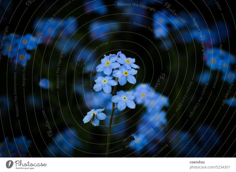 Blue flowers of forget-me-not central against dark background Forget-me-not forget-me-not flower Forget-me-not flowers Blossom blue blossoms Fly Insect Spring