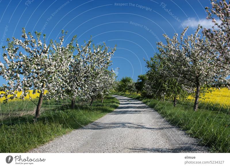 Field path between yellow blooming rape fields, green field margins and white blooming fruit trees in front of blue sky / spring Spring Canola