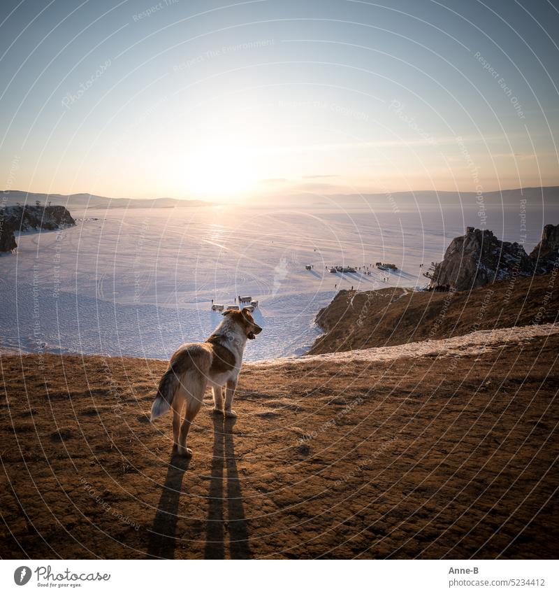 a street dog looks from a mountain over the frozen lake Baikal in the siberian february evening sun Street dogs Winter Siberia olchon bitter Evening sun Sunset