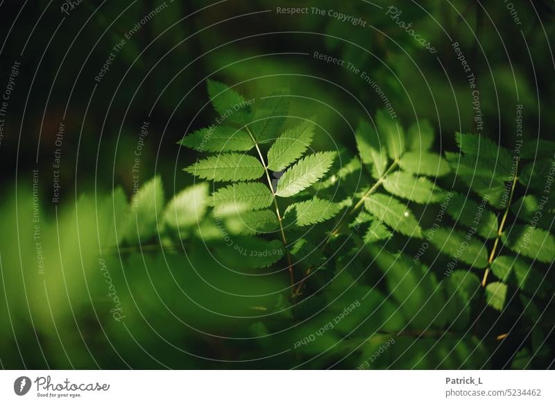 Plant that is selectively illuminated by the sun. Green leaves Visual spectacle Leaf Environment Botany Close-up Deserted naturally bokeh thickets handle Growth