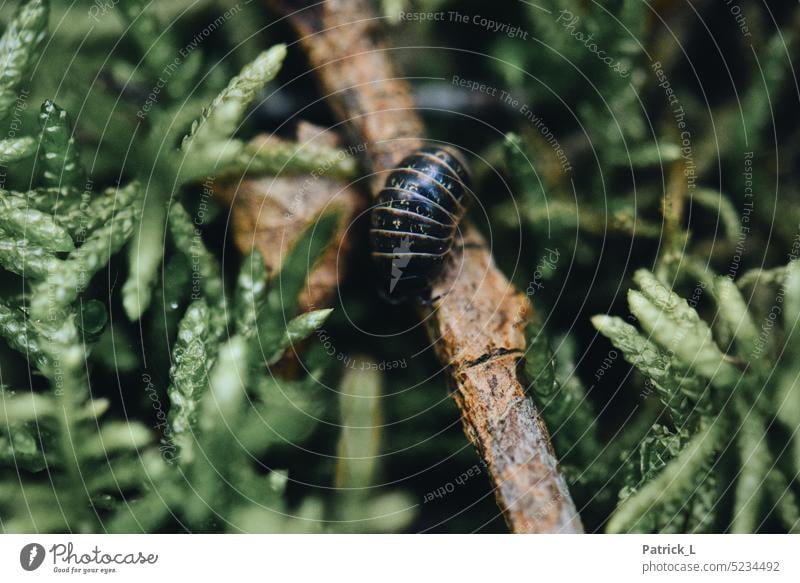 Kellerassel auf Holz im Moos ast grün schwarz panzer wirbellos Nahaufnahme macro natürlich natur