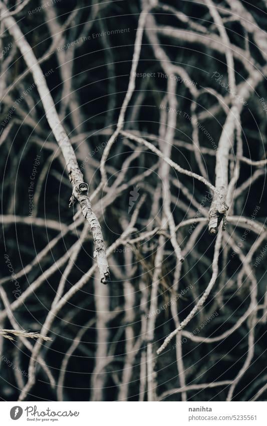 Abstract composition of branches in the darkness with mystery atmosphere thriller background texture abstract creepy halloween forest dry dried firewood bark