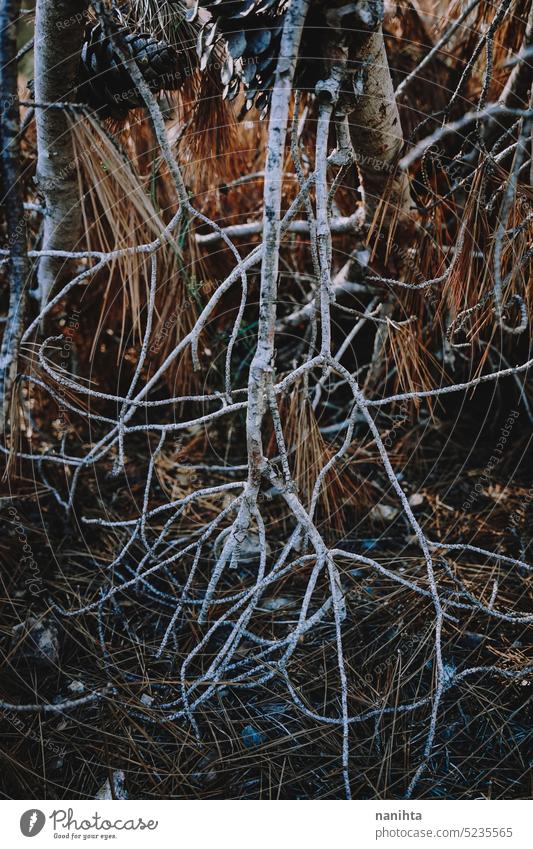 Abstract composition of branches in the darkness with mystery atmosphere thriller background texture abstract creepy halloween forest dry dried firewood bark