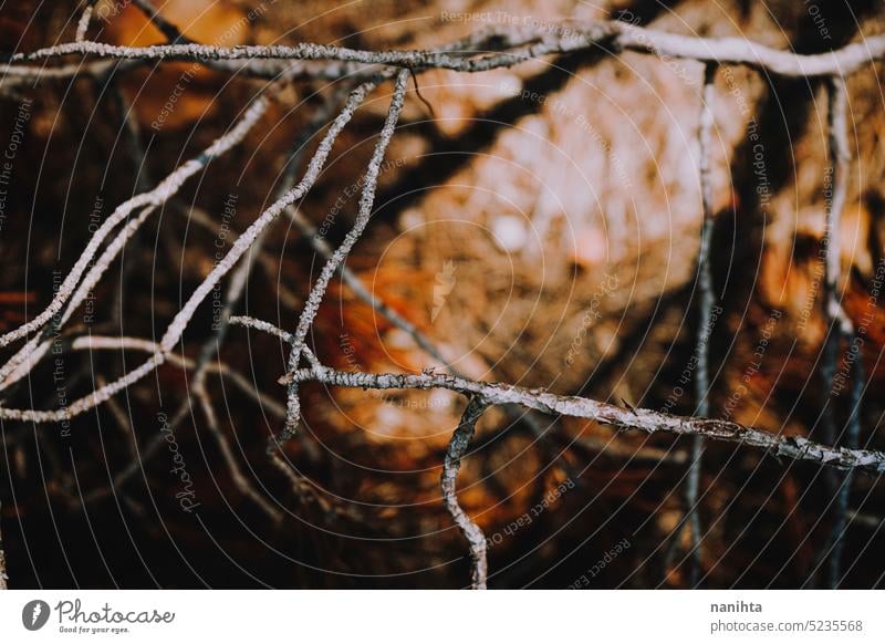 Abstract composition of branches in the darkness with mystery atmosphere thriller background texture abstract creepy halloween forest dry dried firewood bark