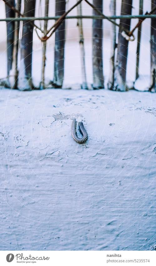 One milipede of a house plague in a wall millipede phobia fear backtround insect animal wild close close up macro tones cinematic branches wild life