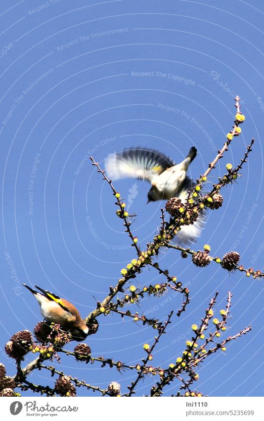 Pair of goldfinches foraging on larch branch birds Wild Birds Finches 2 animals pair of birds Carduelis carduelis Male colorful flapping Larch Branch Larch cone