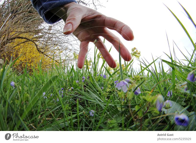 Eine Frauenhand greift in einer Wiese  nach einem Tier oder Gegenstand frau frauenhand greifen wiese gras blumen griff tier fangen pflücken unheimlich stehlen