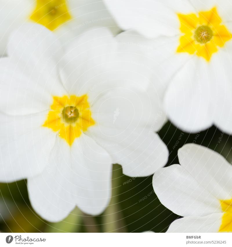 Detail of some white primrose flowers with yellow pistil Blossom petals Primrose White Yellow detail macro blossoms Stamp Plant Flower Garden garden flower