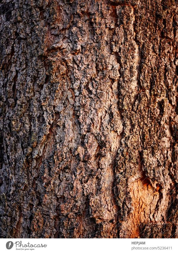 Bark of a big tree in the forest background abstract art bark backdrop bark texture black brown close-up copy space corner decoration corner design cracked