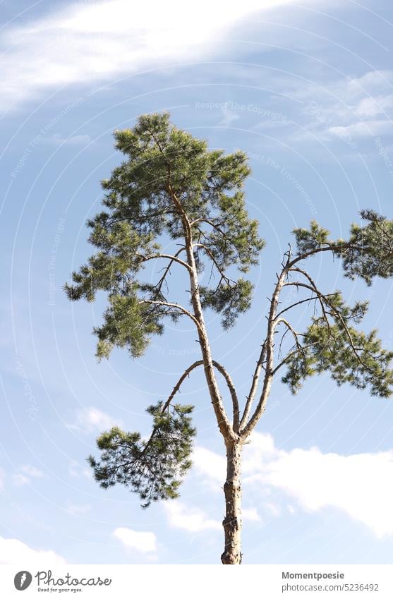 tree Coniferous trees Tree Mediterranean Beautiful weather Blue sky Blue background cloudy Clouds white clouds Sky Nature Day Summer Exterior shot Colour photo