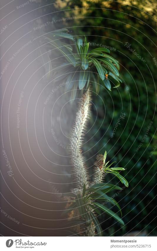 palm Palm tree palms palm garden Vacation & Travel palm branches Exotic Summer Nature Vacation mood Plant Fuerteventura Palm frond rainforest tropical Forest