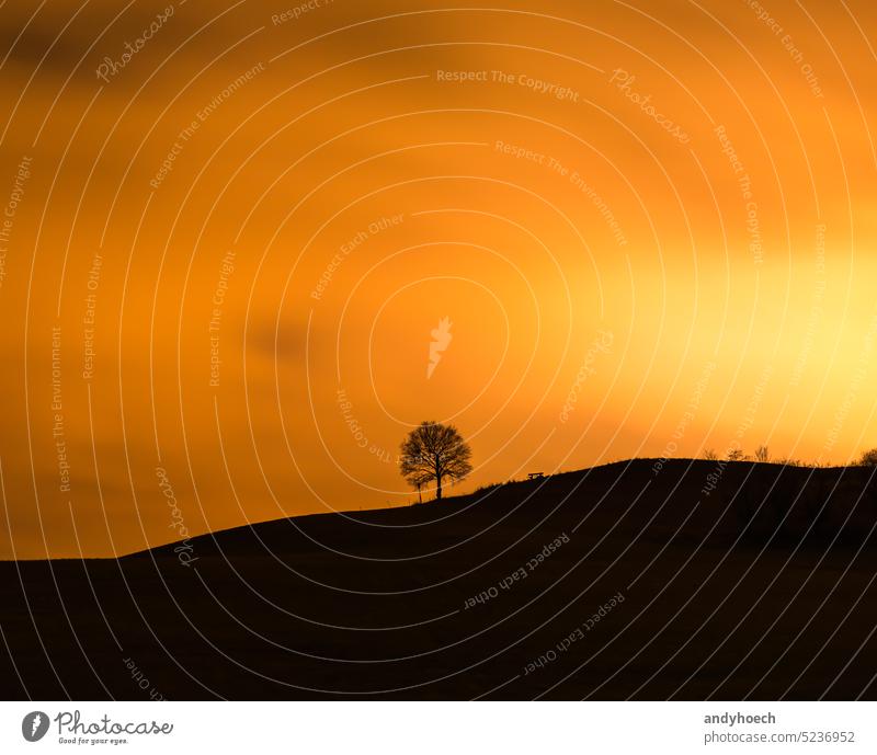 Single tree with a bench next to it in orange sunlight alone amazing attractive beautiful beauty bright color colorful copy space countryside design empty