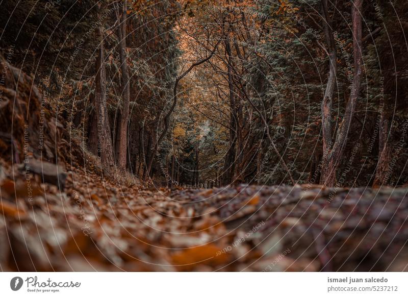 road in the mountain with trees with brown leaves in autumn season path forest red leaves branches walkway wooden rural scene foliage nature landscape travel