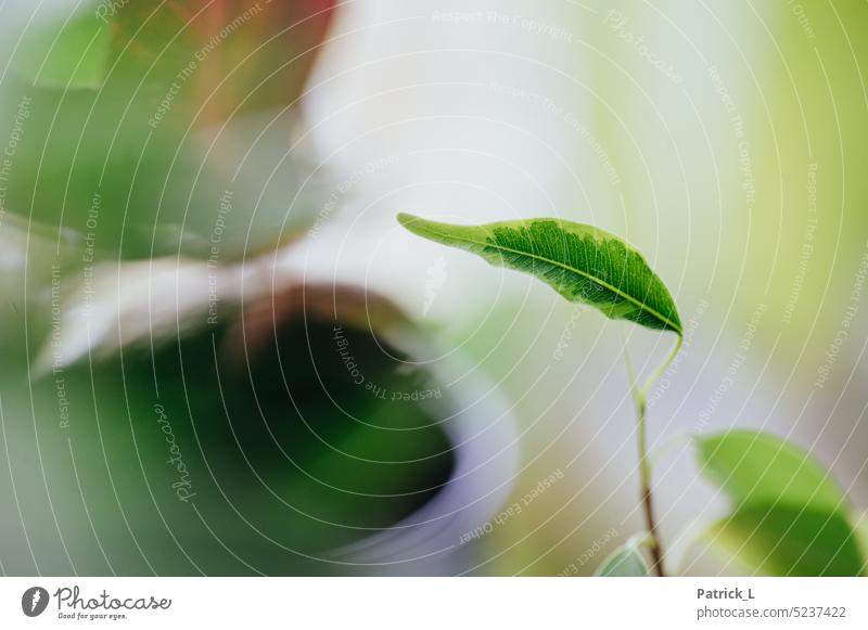 Single leaf of a houseplant, with its veins. Plant macro shot Pot plant Rachis detail Detail Green Yellow plants Part of the plant blurriness