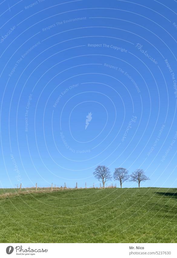 Trefoil Meadow Green space Willow tree Grass Tree Agriculture Blue Sky Cattle Pasture 3 Nature Rural Grassland fresh green tranquillity naturally Idyll