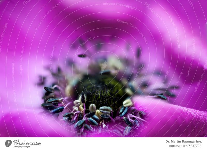 Anemone coronaria, garden form, flower anemone Garden form variety Blossom Magenta shallow depth of field Crowfoot plants ranunculaceae