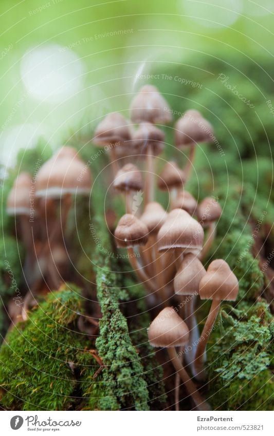 Beatles Vacation & Travel Environment Nature Landscape Plant Autumn Moss Forest Esthetic Natural Beautiful Brown Green Mushroom Mushroom cap Accumulate Many