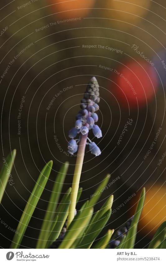 Time to dream Spring Season minimal Decent Blue blossoms Blossom Flower photographic art flowery Garden little bell Grape hyacinths Spring flowering plant