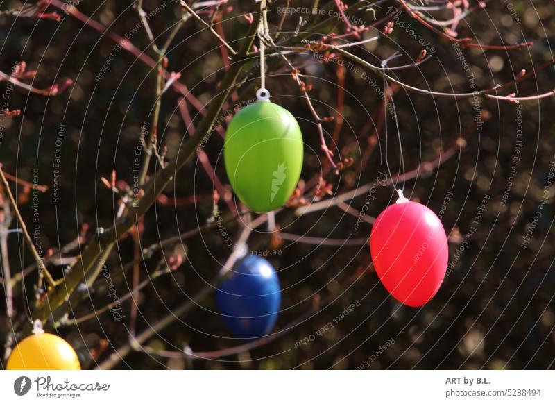 The last Easter eggs Season bush Tree Maple tree Adornment ornamental maple Garden